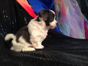 Iowa's Top Dog breeder is pleased to to have this rare Silver and White Teddy Bear Puppy for Sale-Located in Joice Iowa, 50446-Purebredpups